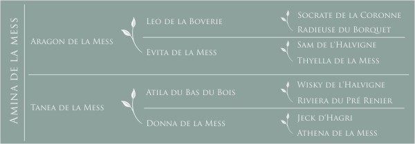 Pédigrée Amina de la Mess